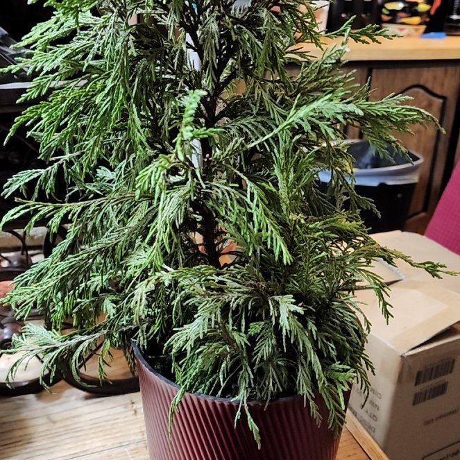 Photo of the plant species Leyland Cypress by @ComicalSnowpeas named Daphne on Greg, the plant care app