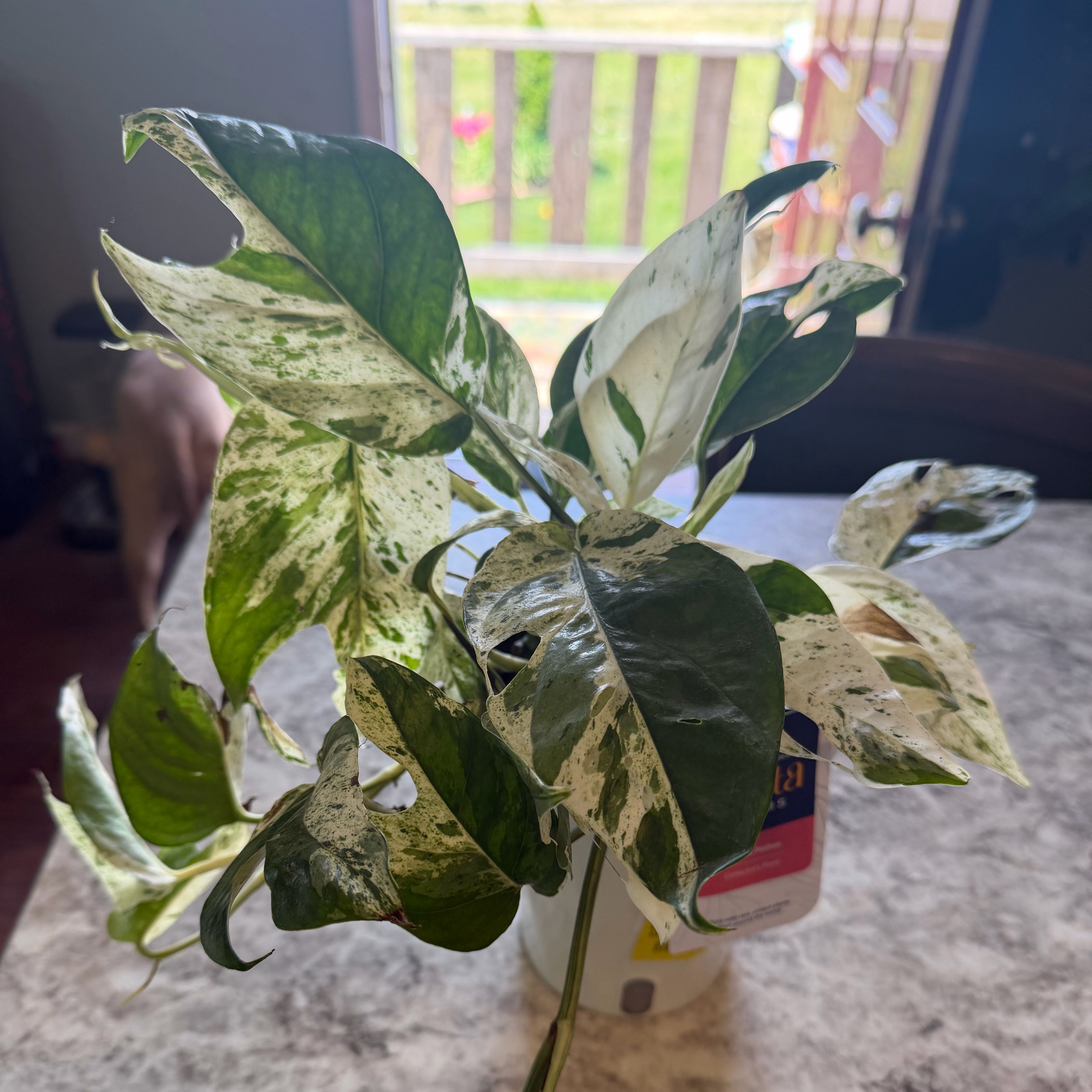 Photo of the plant species Marble Epipremnum Pinnatum by @silverstorm95 named Spike Leaves on Greg, the plant care app