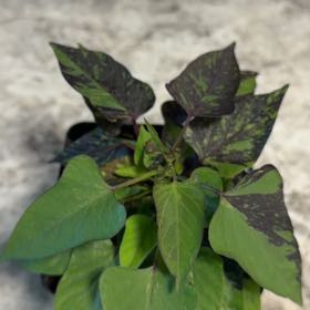 Photo of the plant species Sweet Caroline Sweetheart Purple by @silverstorm95 named Princess Buttercup on Greg, the plant care app