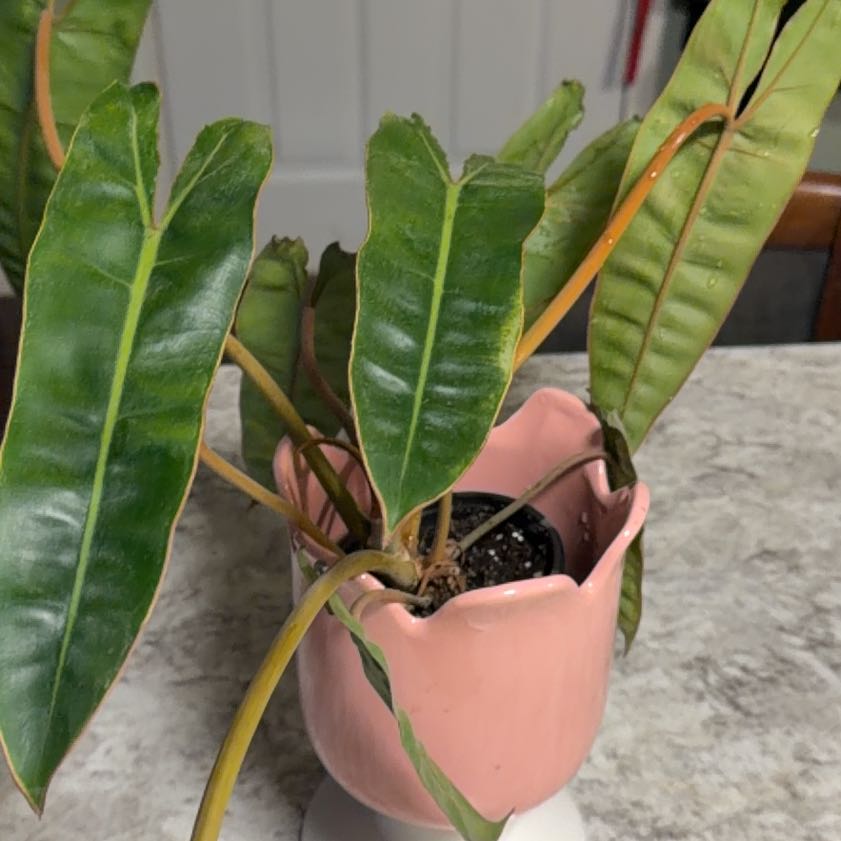 Photo of the plant species Philodendron billietiae by @silverstorm95 named Pax on Greg, the plant care app