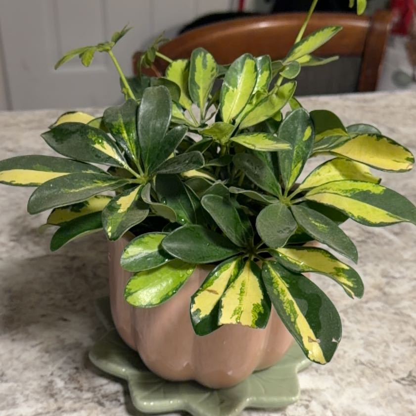 Photo of the plant species Moondrop Schefflera by @silverstorm95 named Khaleesi on Greg, the plant care app