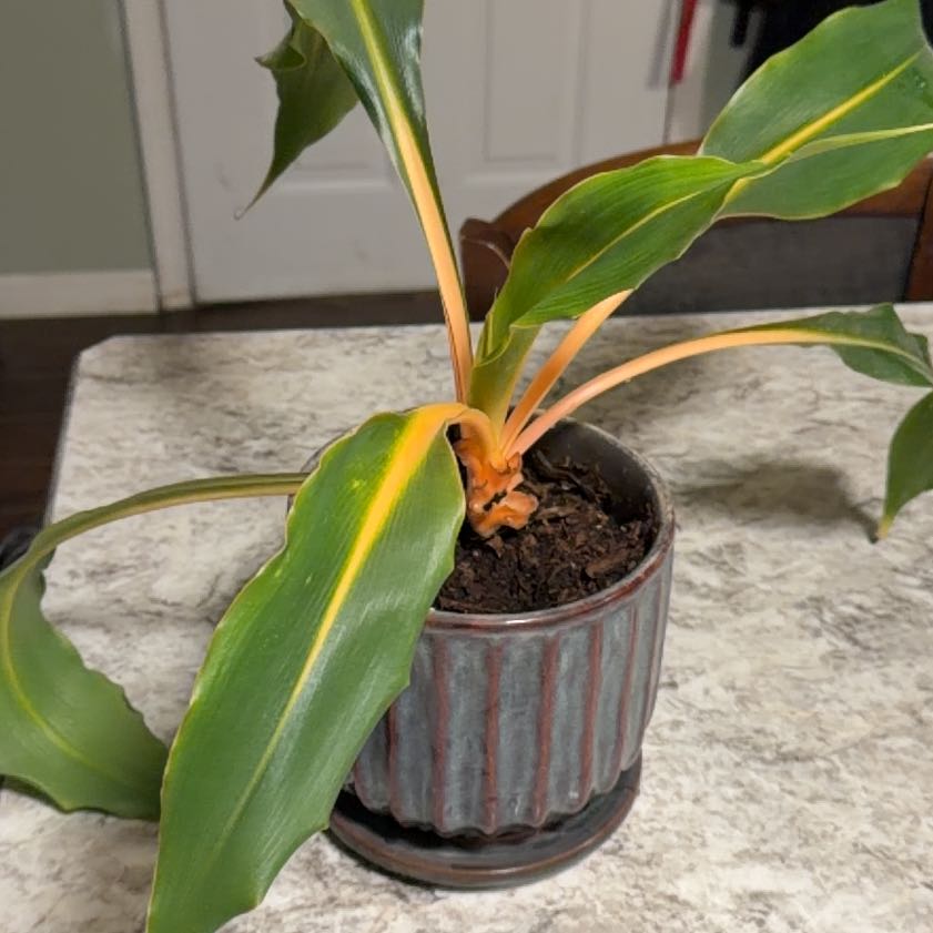 Photo of the plant species Kahili Ginger by @silverstorm95 named Rosa on Greg, the plant care app