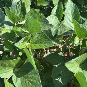 Photo of the plant species Soybean by @GoodySugarmaple named Baesil on Greg, the plant care app