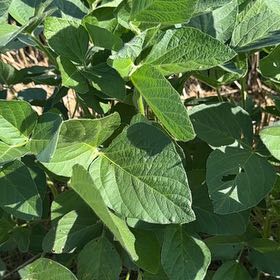 Photo of the plant species Kudzu by @GoodySugarmaple named Coco on Greg, the plant care app