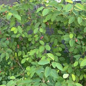 Photo of the plant species Serviceberry by @GoodySugarmaple named Wall-E on Greg, the plant care app