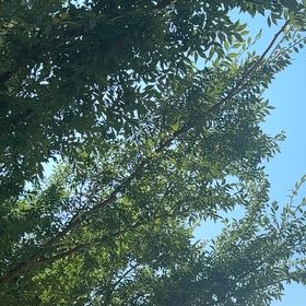 Photo of the plant species Pecan by @GoodySugarmaple named Huckleberry Fern on Greg, the plant care app