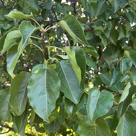 Photo of the plant species Bradford Pear by @GoodySugarmaple named Duke on Greg, the plant care app