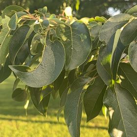 Photo of the plant species Common Persimmon by @GoodySugarmaple named Sherlock on Greg, the plant care app