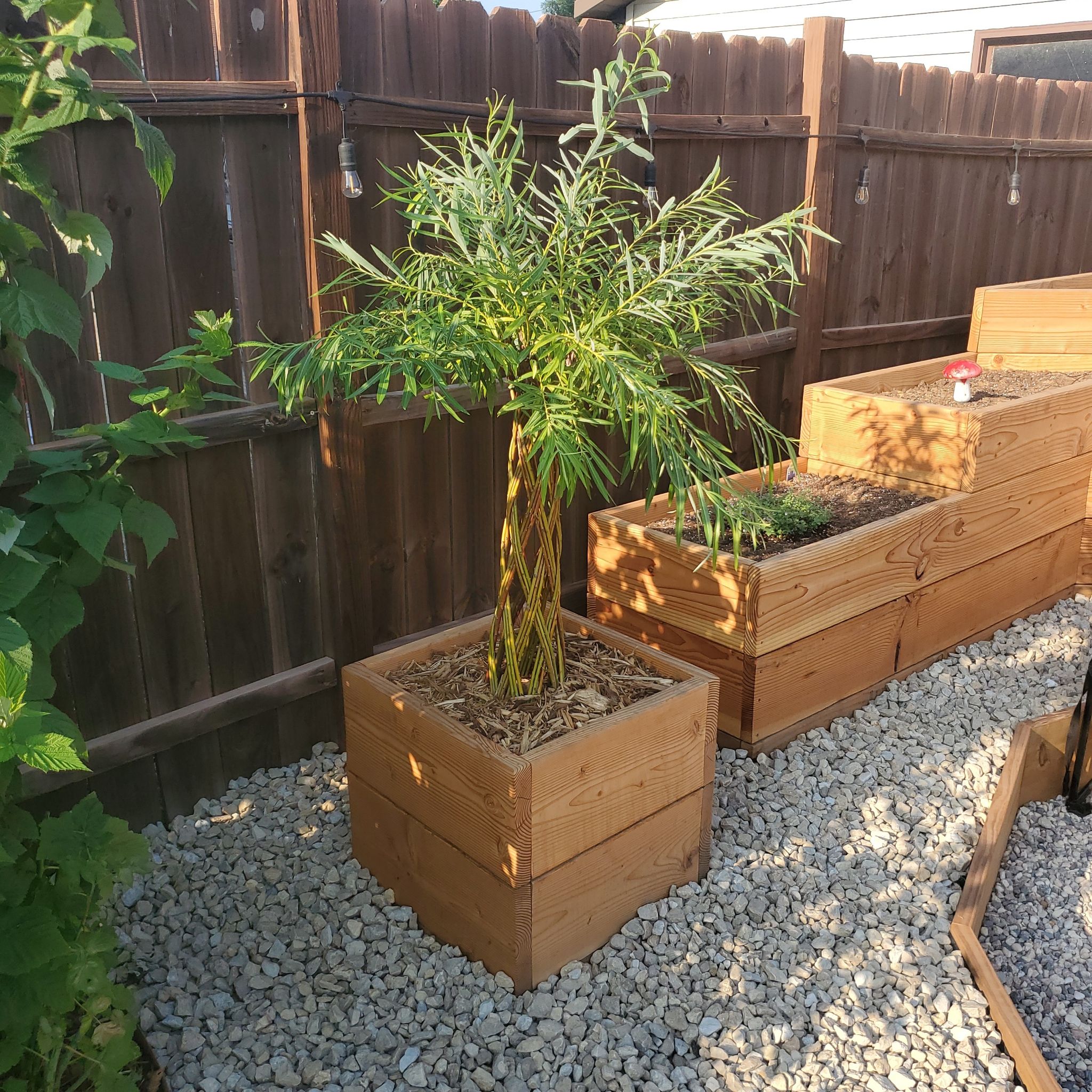 Photo of the plant species braided willow by @SwiftBrushbox named Walt on Greg, the plant care app