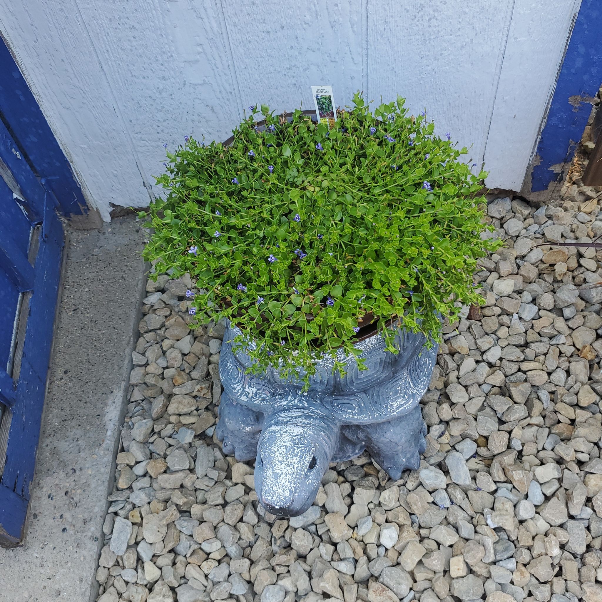 Photo of the plant species Blue Moneywort by @SwiftBrushbox named Aristotle on Greg, the plant care app