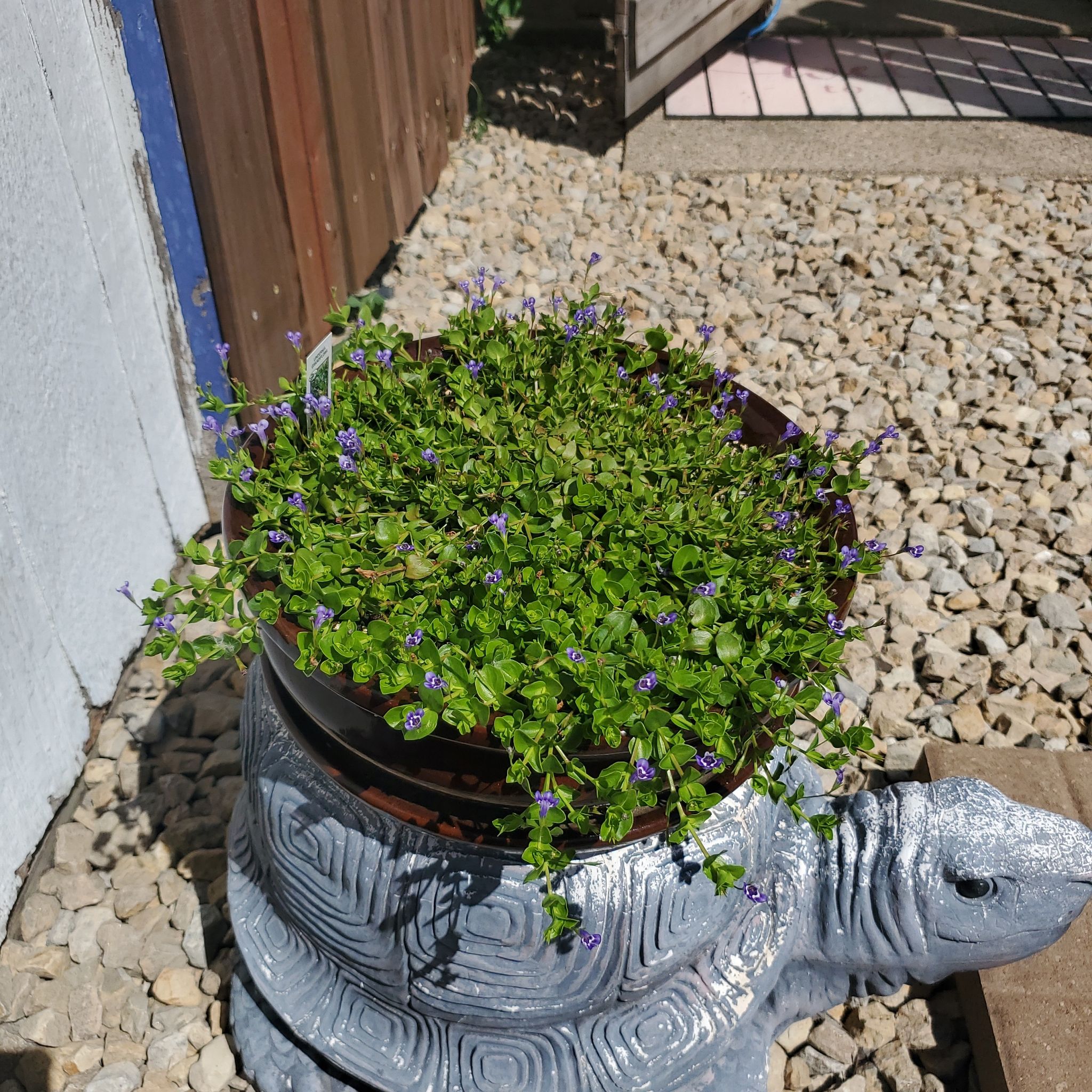 Photo of the plant species Blue Moneywort by @SwiftBrushbox named Aristotle on Greg, the plant care app