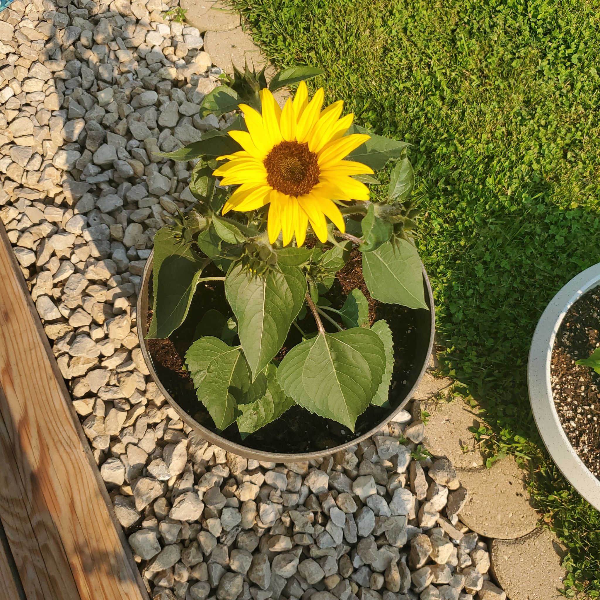 Photo of the plant species Dwarf Sunflower by @SwiftBrushbox named Sunnie on Greg, the plant care app