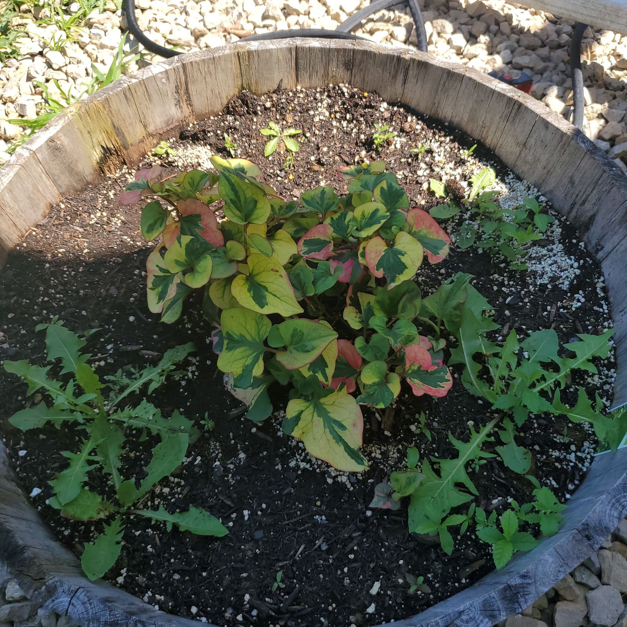 Photo of the plant species Tequila Sunrise Houttuynia by @SwiftBrushbox named Chameleon on Greg, the plant care app