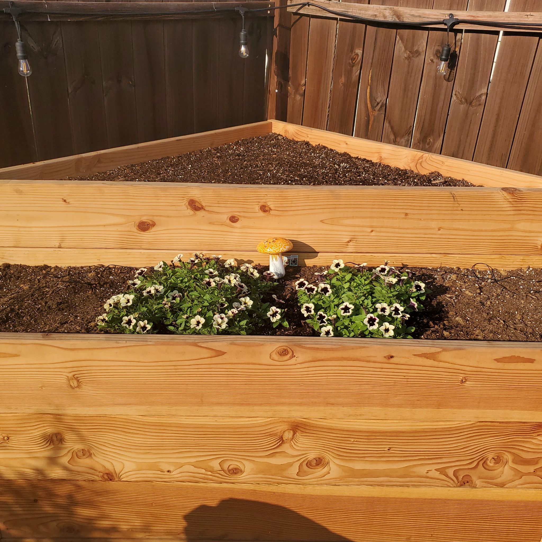 Photo of the plant species Trailing Petunia by @SwiftBrushbox named Dark Saturn on Greg, the plant care app