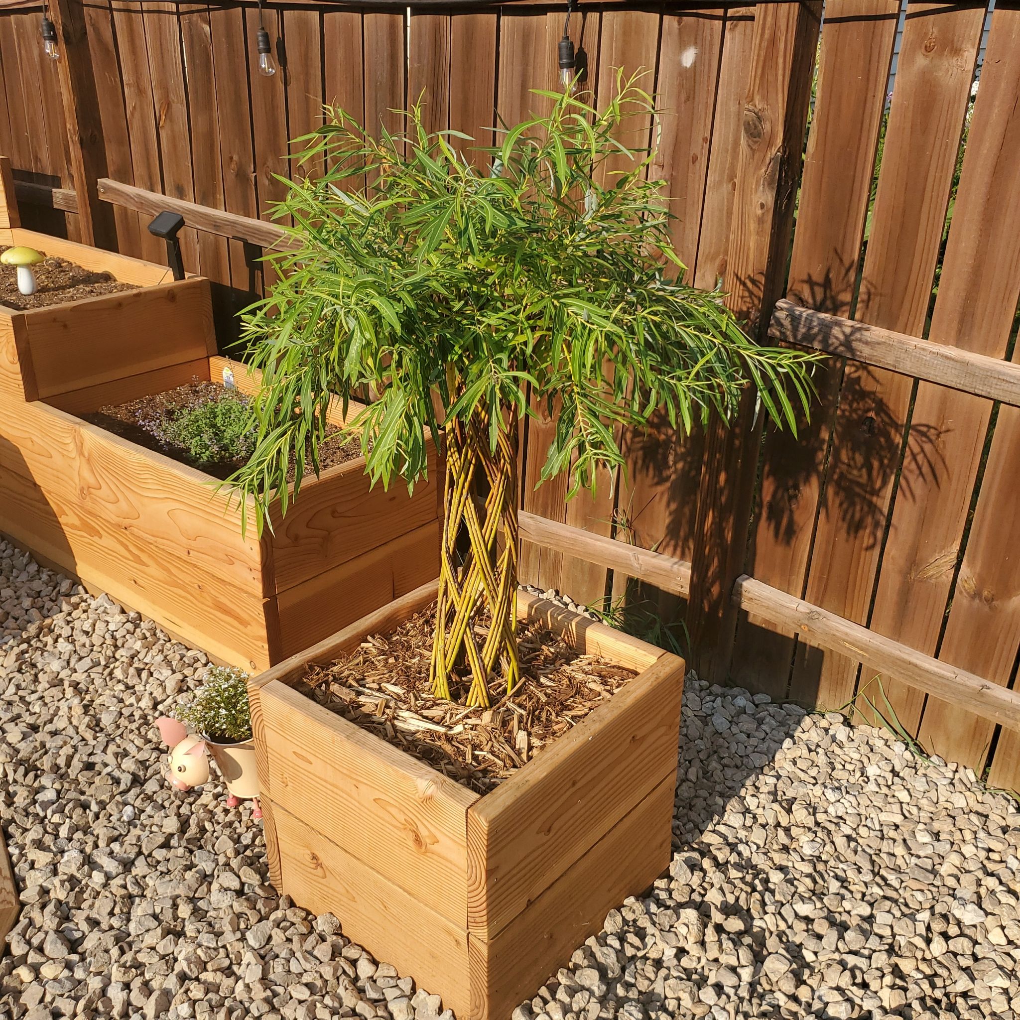Photo of the plant species braided willow by @SwiftBrushbox named Kobe on Greg, the plant care app