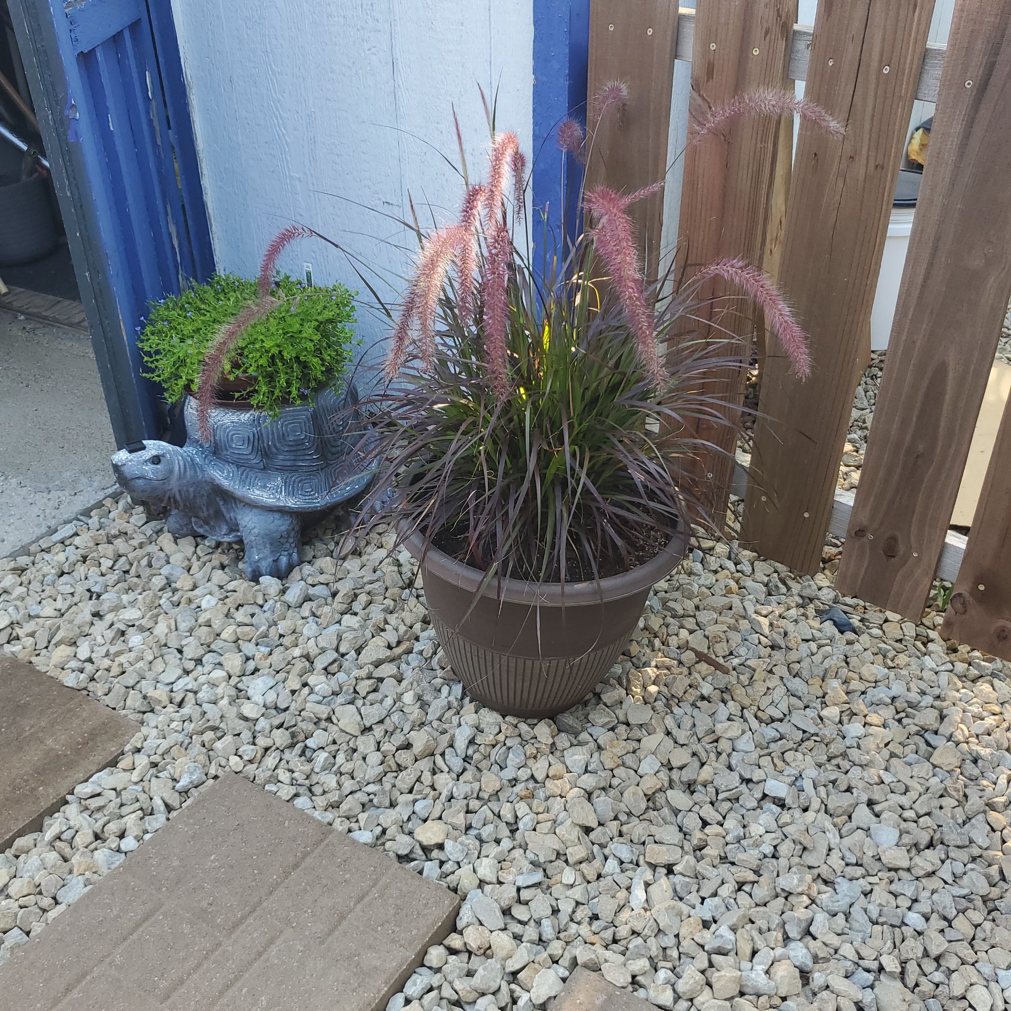 Photo of the plant species Purple Fountain Grass by @SwiftBrushbox named Sherlock on Greg, the plant care app