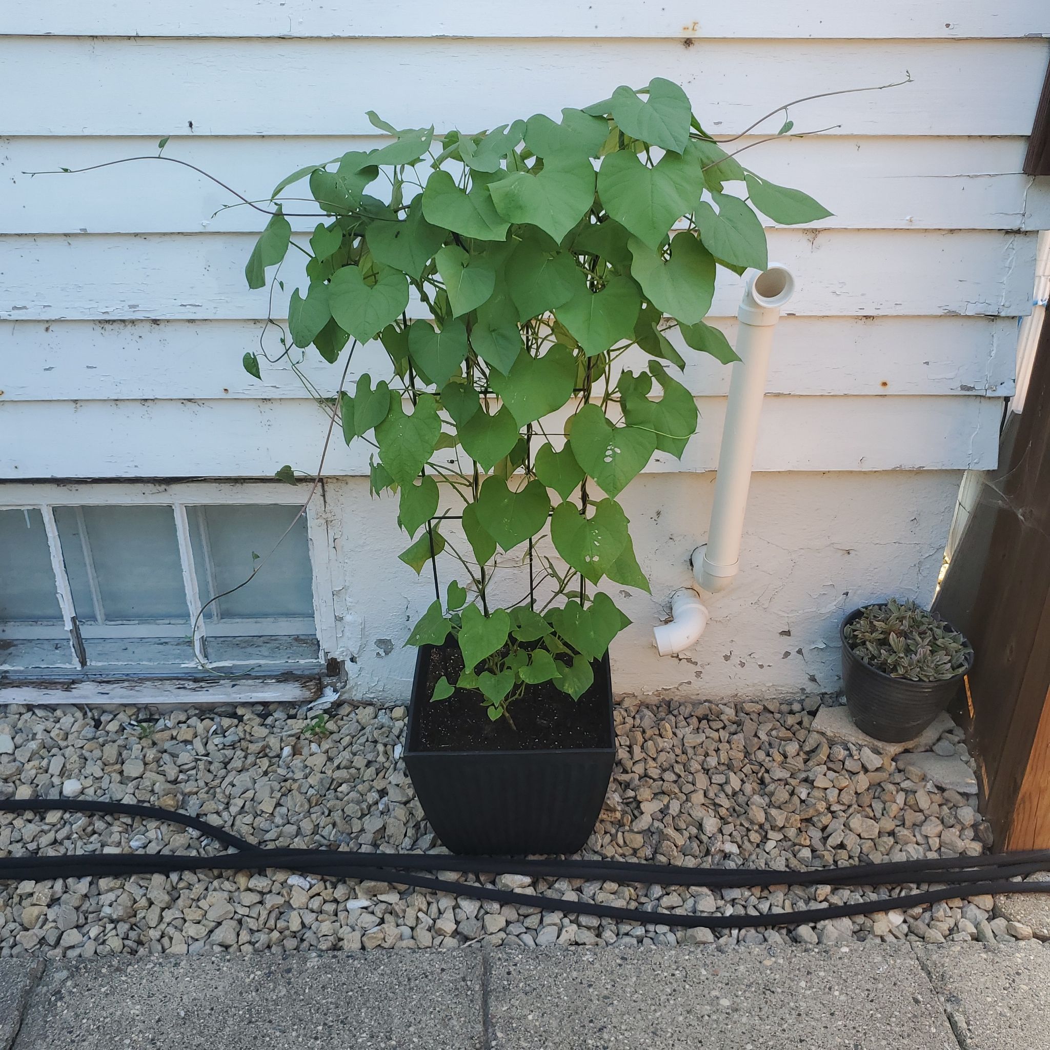 Photo of the plant species White Morning-Glory by @SwiftBrushbox named Apollo on Greg, the plant care app