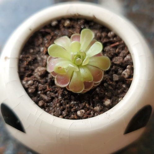 Photo of the plant species pingucula by @SwiftBrushbox named Gomez on Greg, the plant care app