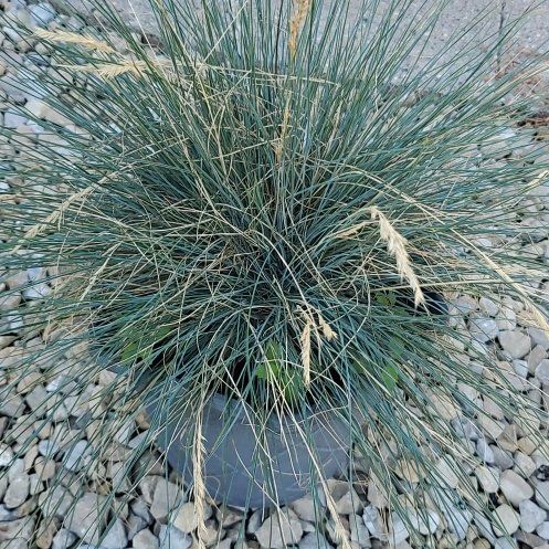 Photo of the plant species Blue Fescue by @SwiftBrushbox named Oscar on Greg, the plant care app