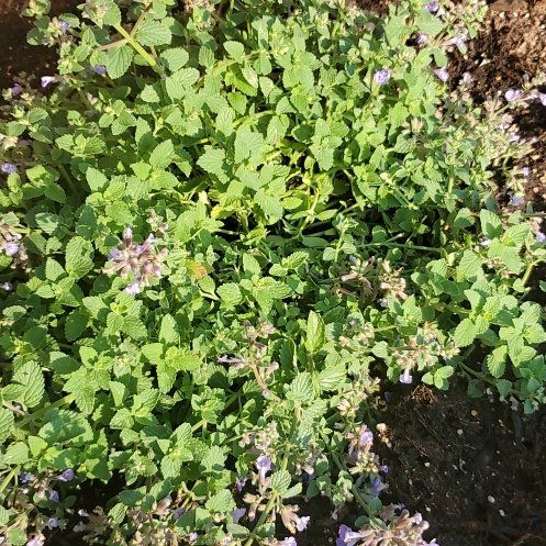 Photo of the plant species Nepeta 'Catmint' by @SwiftBrushbox named Kitten Around on Greg, the plant care app