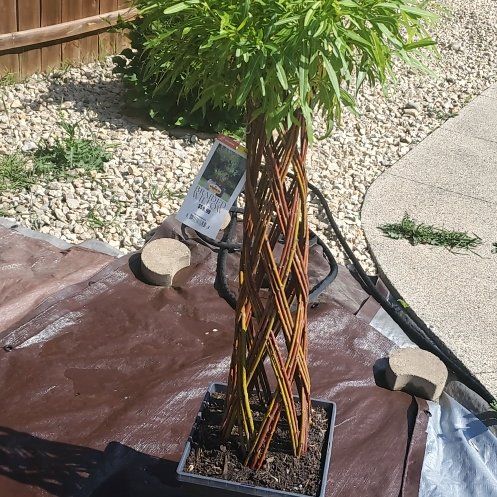 Photo of the plant species braided willow by @SwiftBrushbox named Walt on Greg, the plant care app
