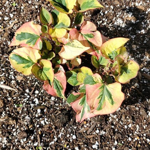 Photo of the plant species Tequila Sunrise Houttuynia by @SwiftBrushbox named Chameleon on Greg, the plant care app