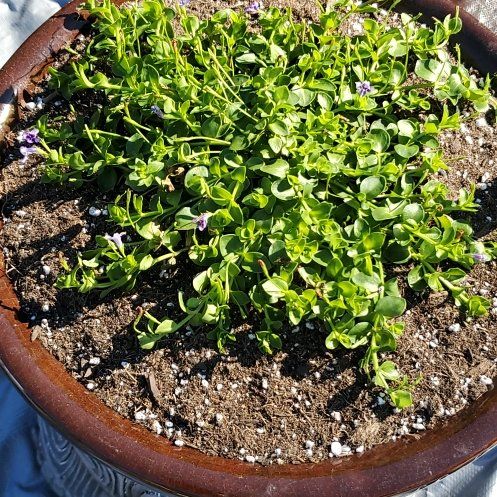 Photo of the plant species Blue Moneywort by @SwiftBrushbox named Aristotle on Greg, the plant care app