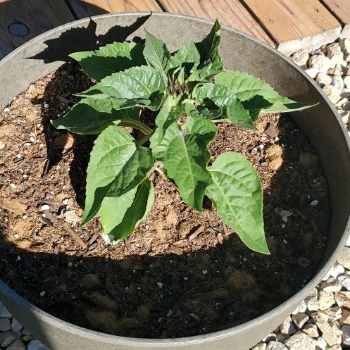 Photo of the plant species Dwarf Sunflower by @SwiftBrushbox named Sunnie on Greg, the plant care app