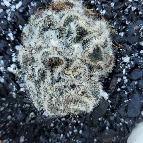 Photo of the plant species Brain Cactus by @SwiftBrushbox named Atrophie on Greg, the plant care app