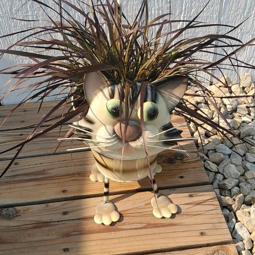 Photo of the plant species Purple Fountain Grass by @SwiftBrushbox named Sherlock on Greg, the plant care app