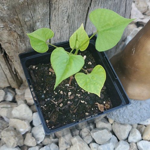 Photo of the plant species White Morning-Glory by @SwiftBrushbox named Apollo on Greg, the plant care app
