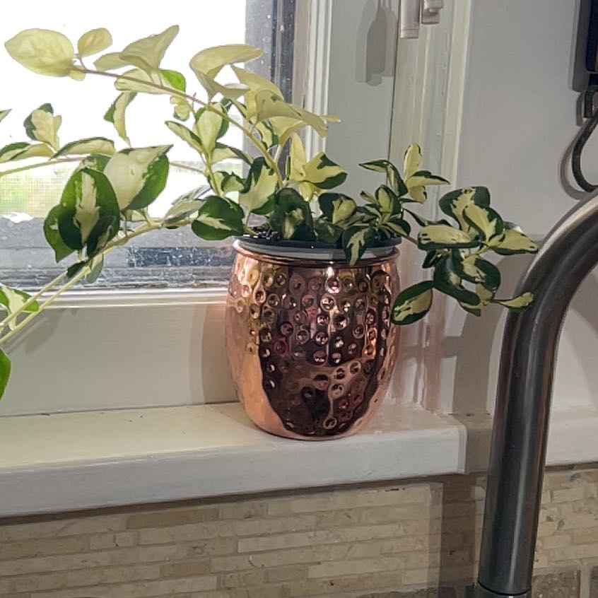 Photo of the plant species Wojo's Jem by @TenaciousBetel named Eva Vingoria on Greg, the plant care app