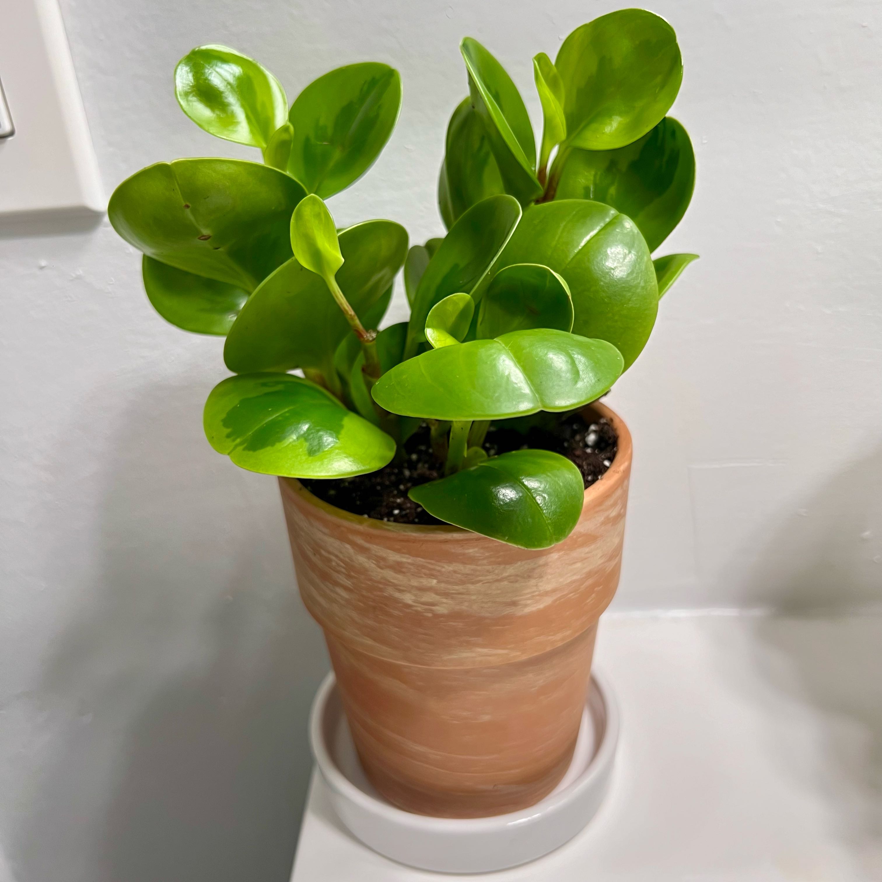 Lemon Lime Peperomia plant in a terracotta pot with vibrant green leaves.