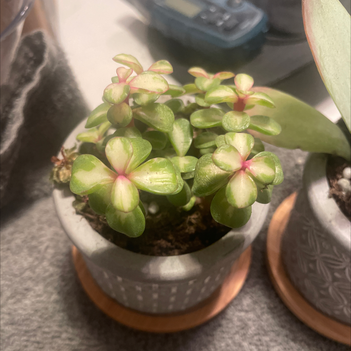 Portulacaria afra 'Kaleidoscope' plant in a pot with variegated leaves, healthy appearance.