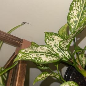 Photo of the plant species Chinese Evergreen by @shelbylace named Dax on Greg, the plant care app