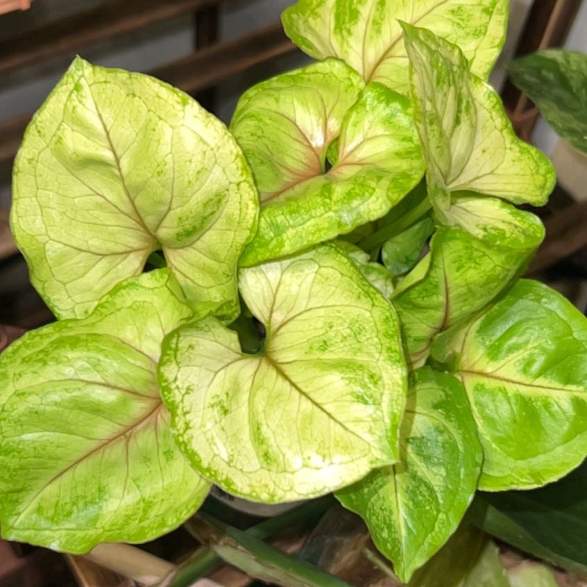 Photo of the plant species Kiwi Delight arrowhead plant by @shelbylace named Michelle Branch on Greg, the plant care app