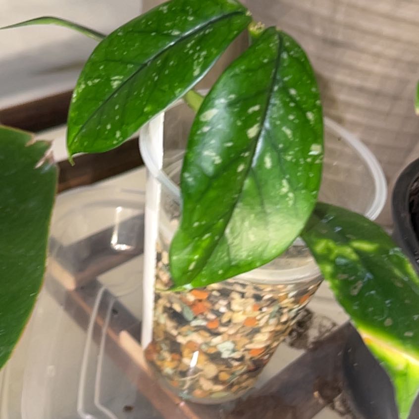 Photo of the plant species Hoya lobbii by @shelbylace named Lola on Greg, the plant care app