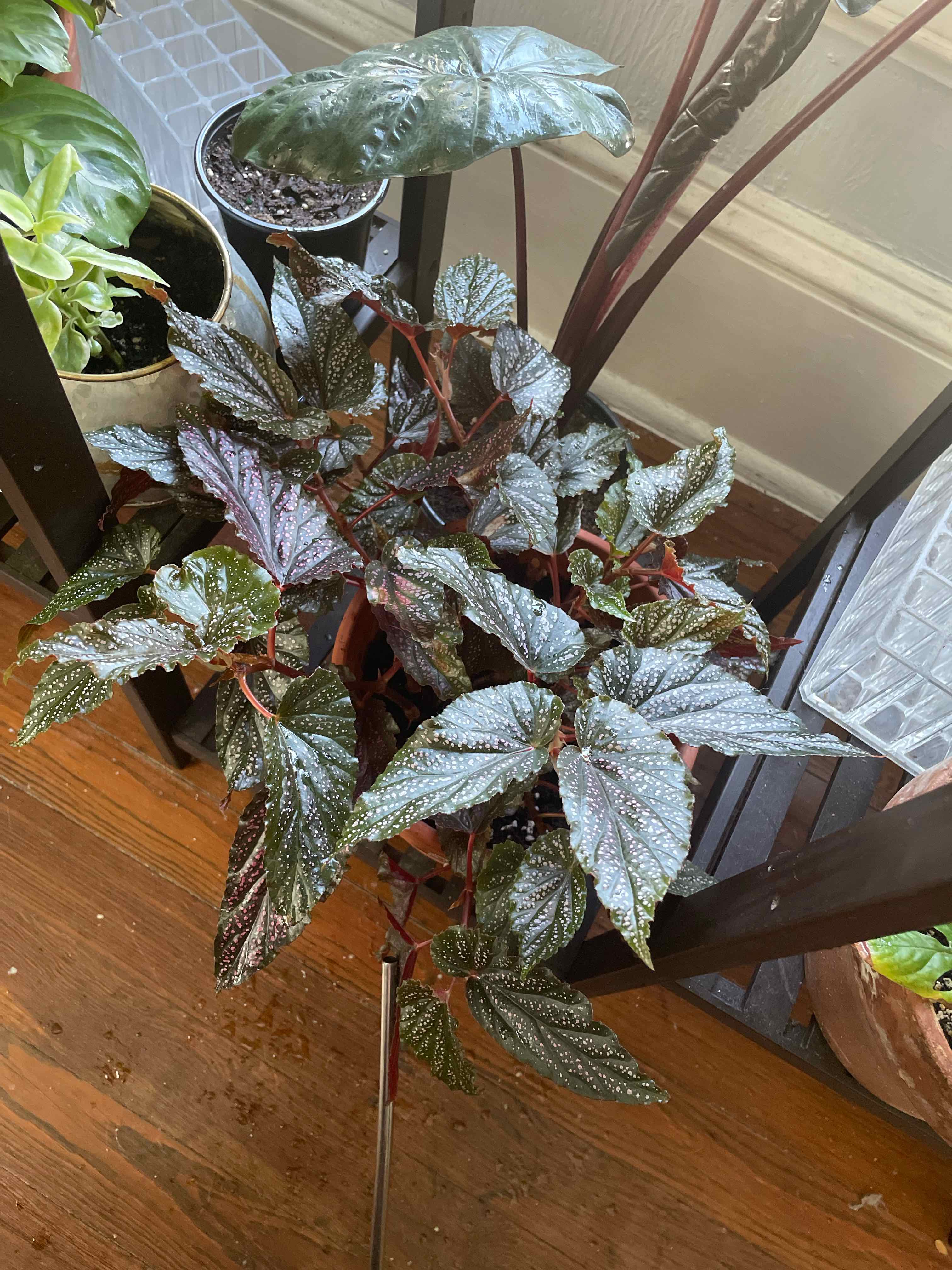 Begonia 'Benigo Pink' plant with healthy leaves, indoors, well-maintained.