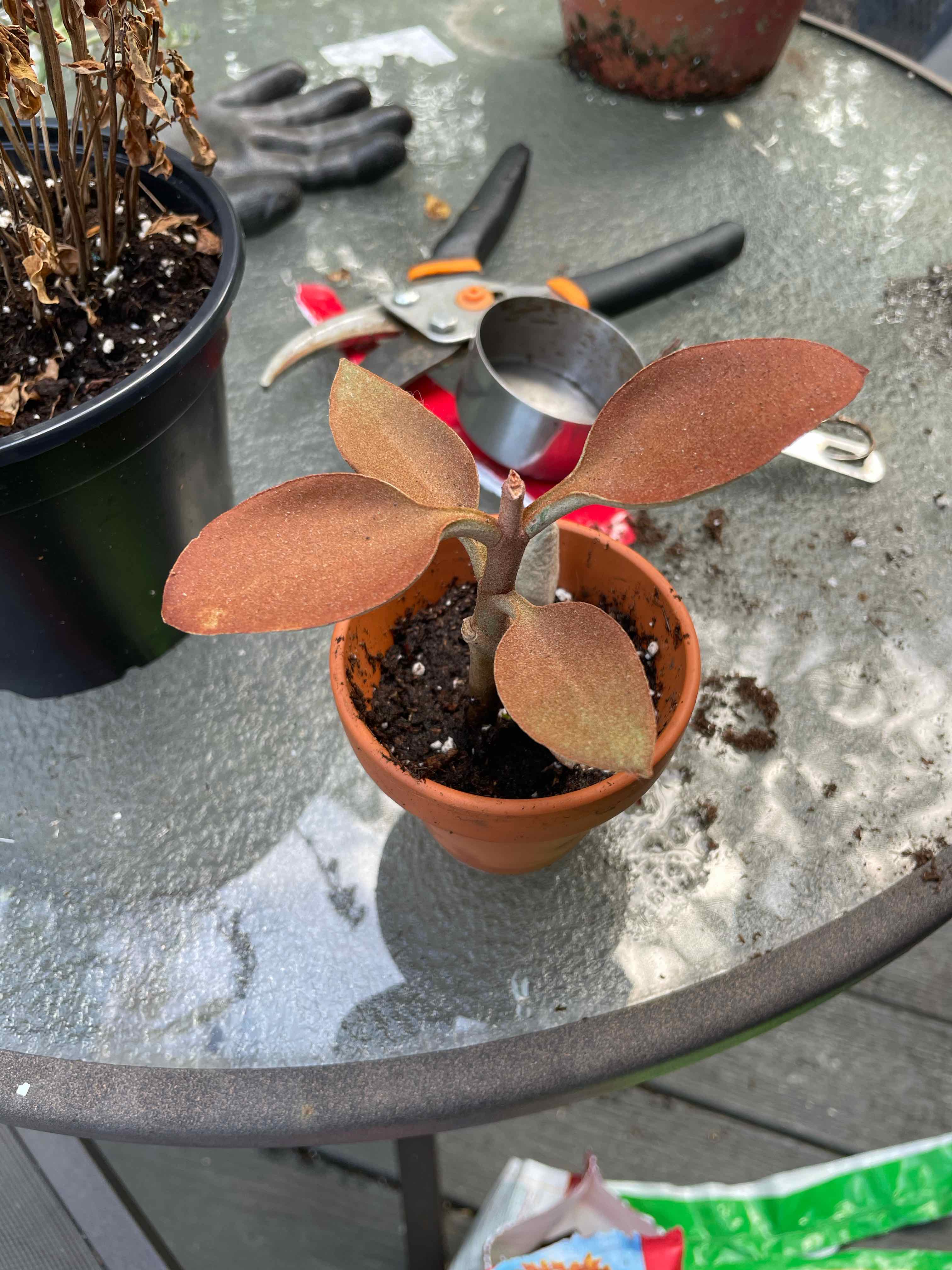 Copper Spoons plant in a terracotta pot on a glass table with gardening tools.