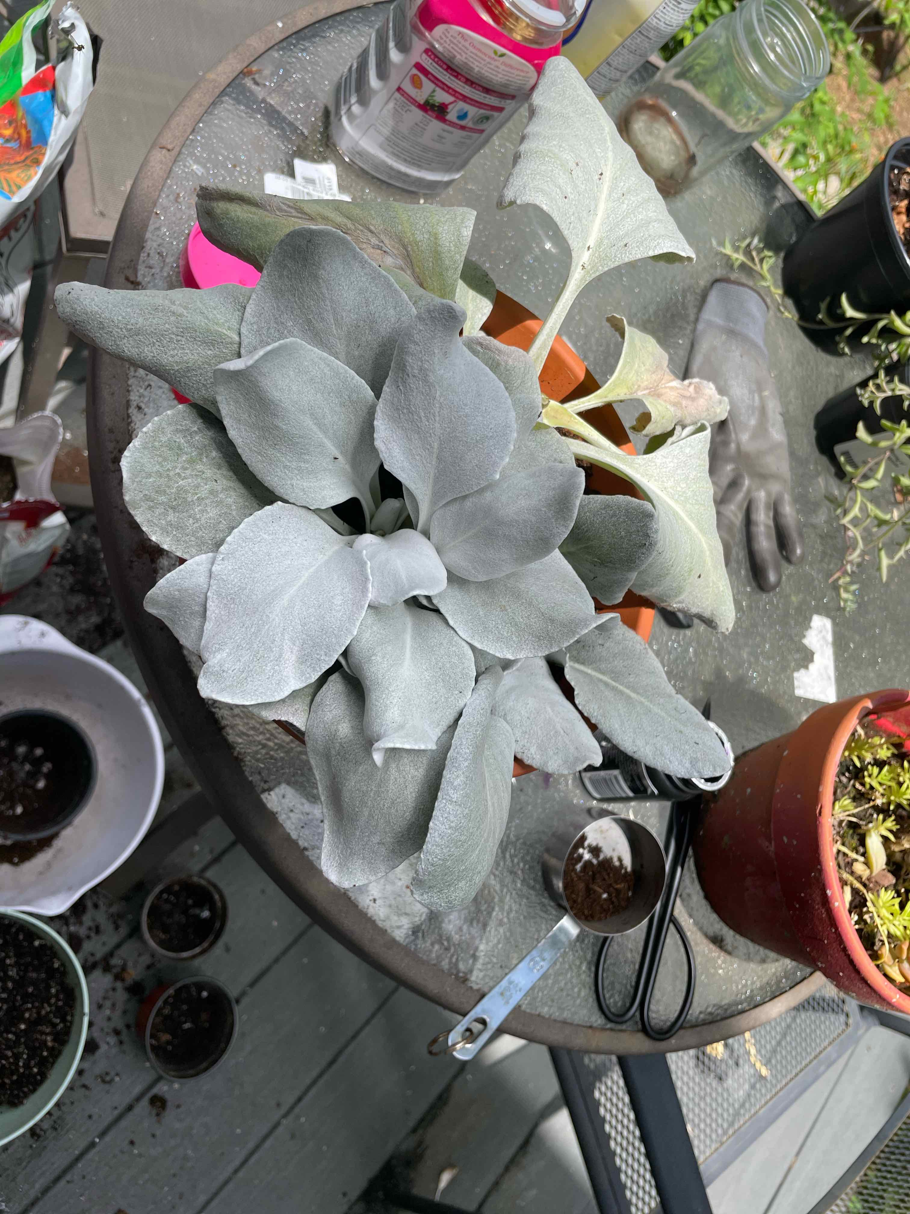 Angel Wings Senecio plant on a table with gardening tools and pots.