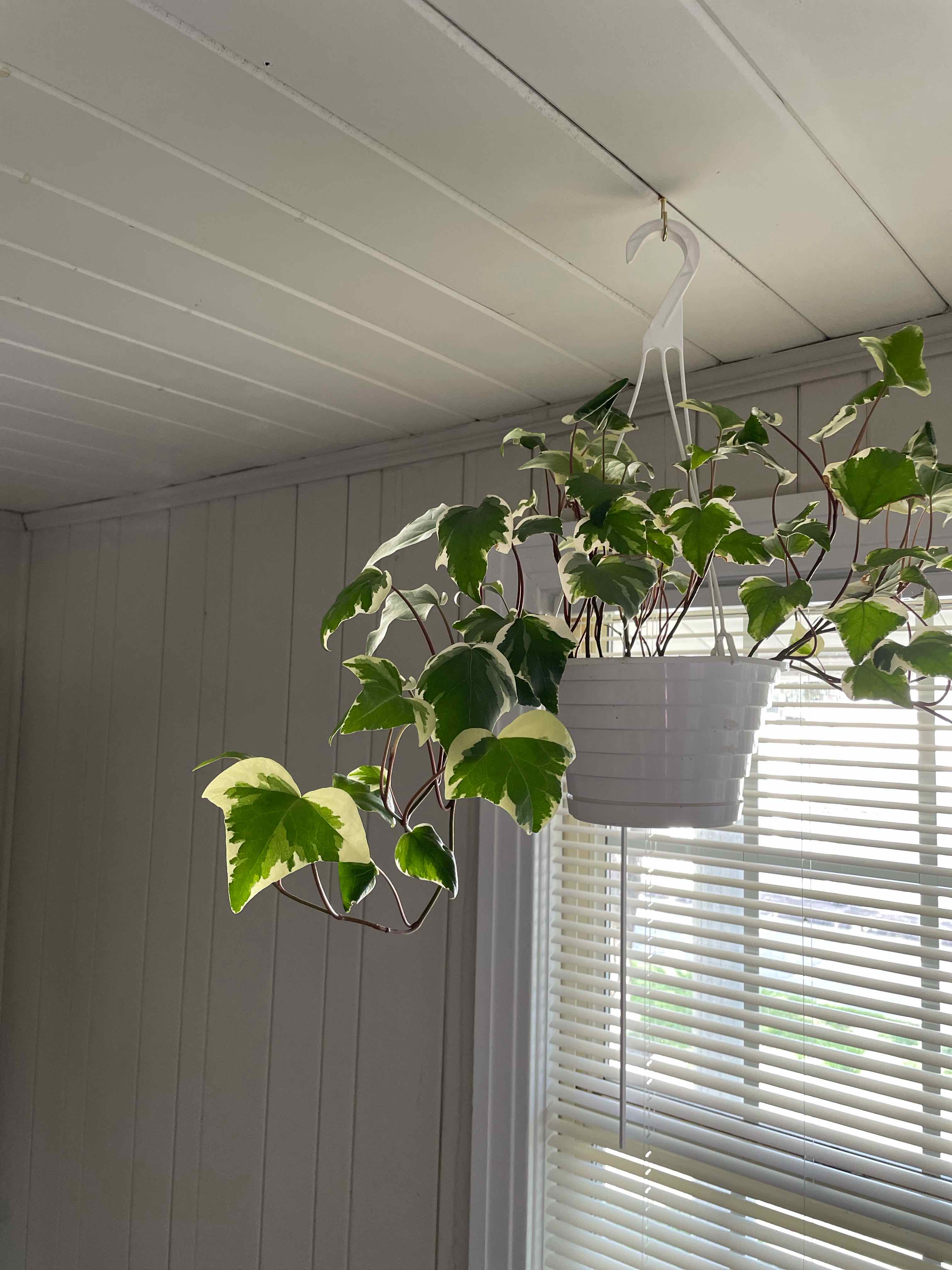 Hanging pot with healthy Algerian Ivy plant, well-lit by natural light.
