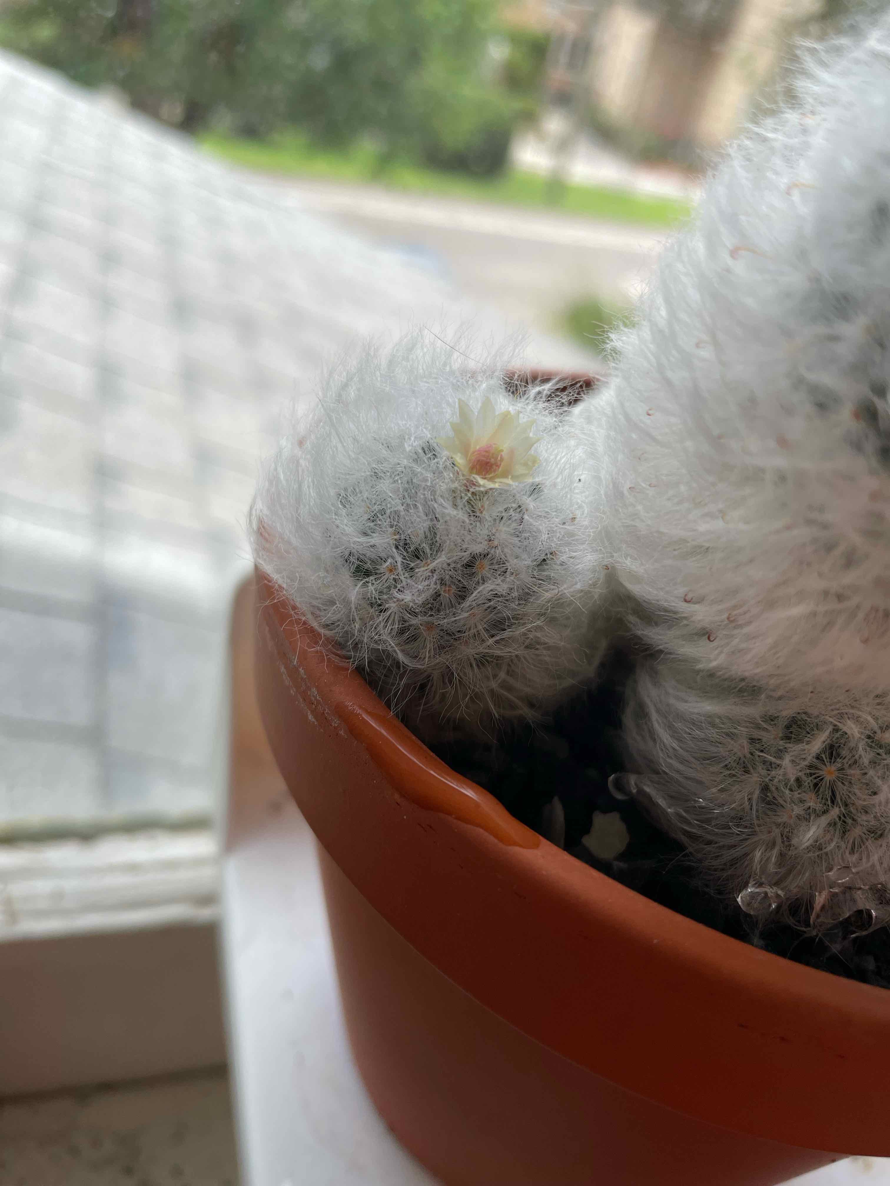 Peruvian Old Lady Cactus in a pot with a small flower bud, placed on a windowsill.