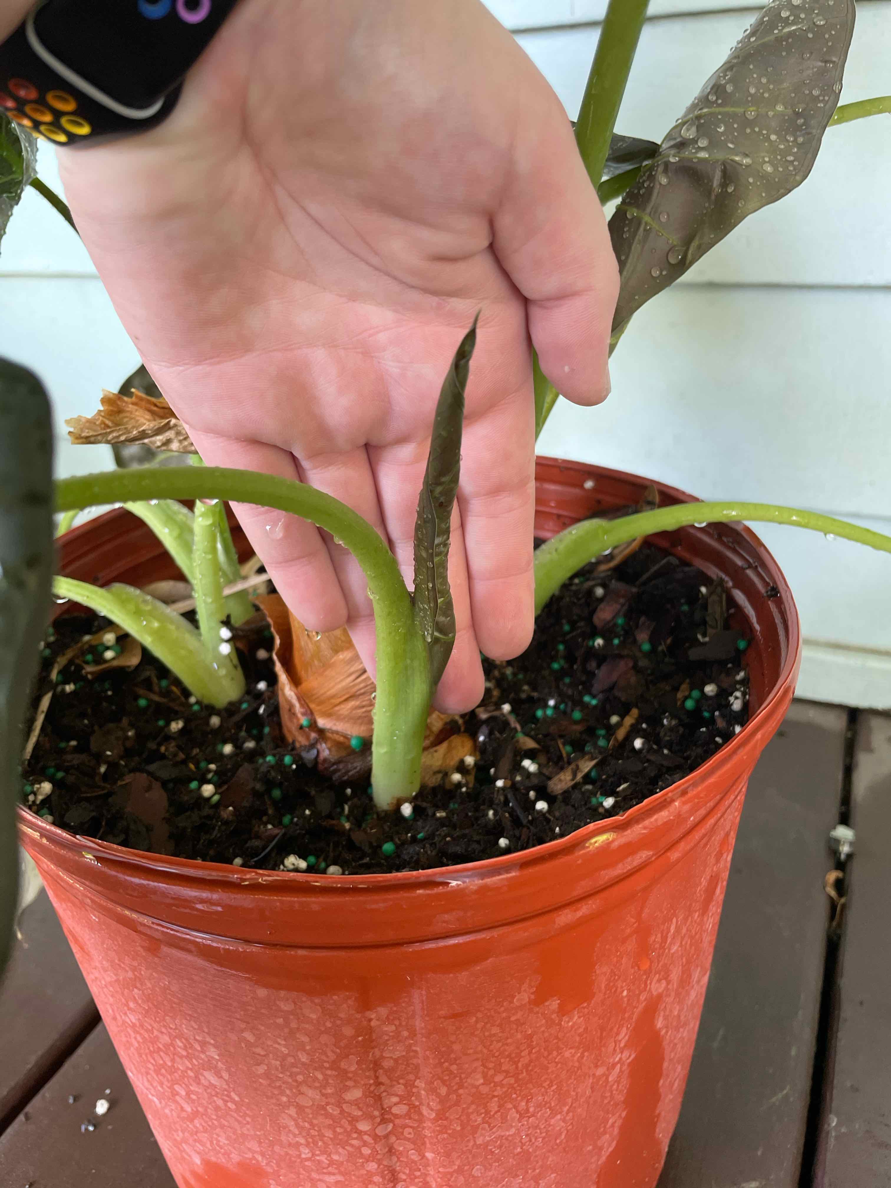 Alocasia 'Regal Shields' plant in a red pot with a hand holding a leaf.