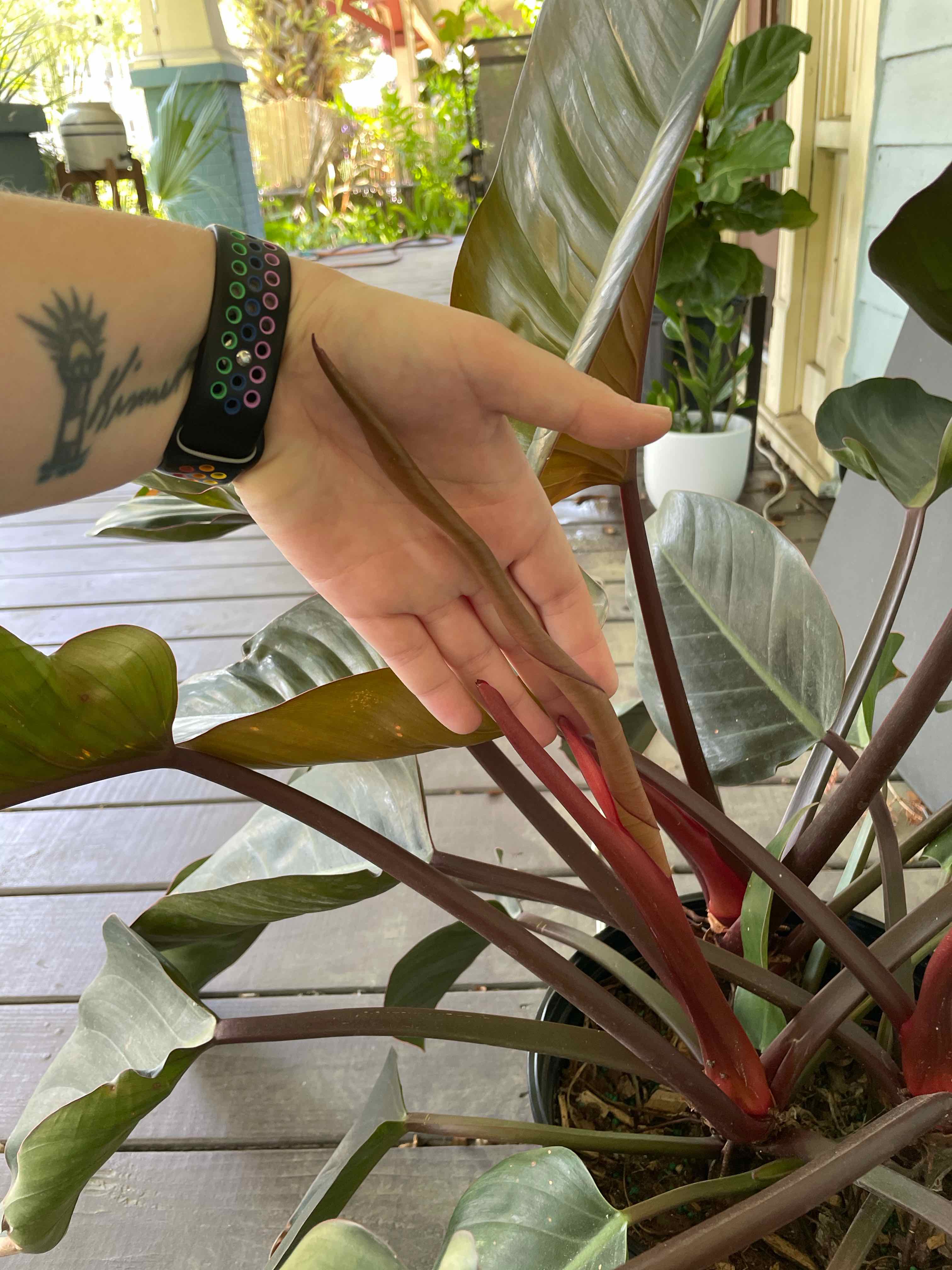 Philodendron 'Red Congo' plant with a hand highlighting a new leaf. Plant appears healthy.
