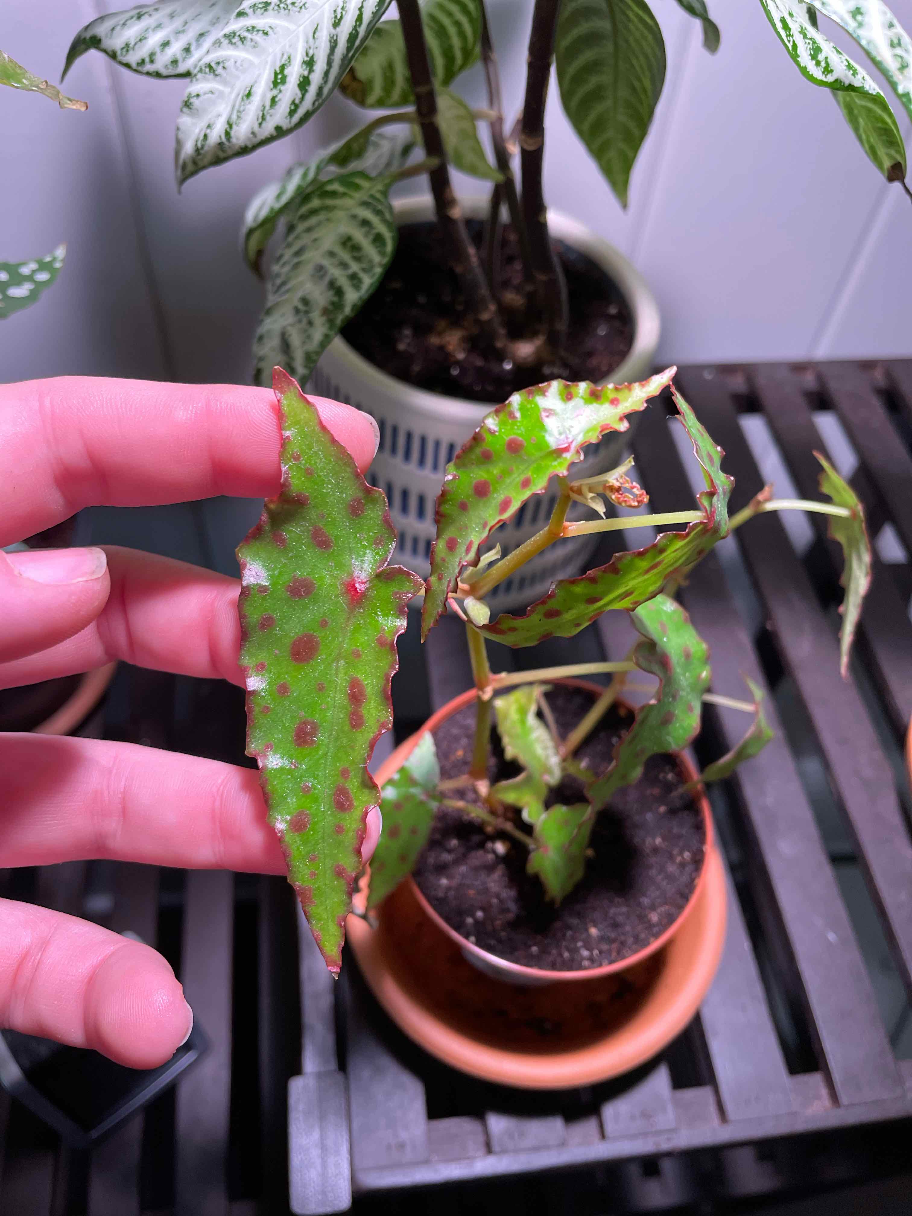 Begonia amphioxus plant with browning and black spots on leaves, hand holding a leaf.
