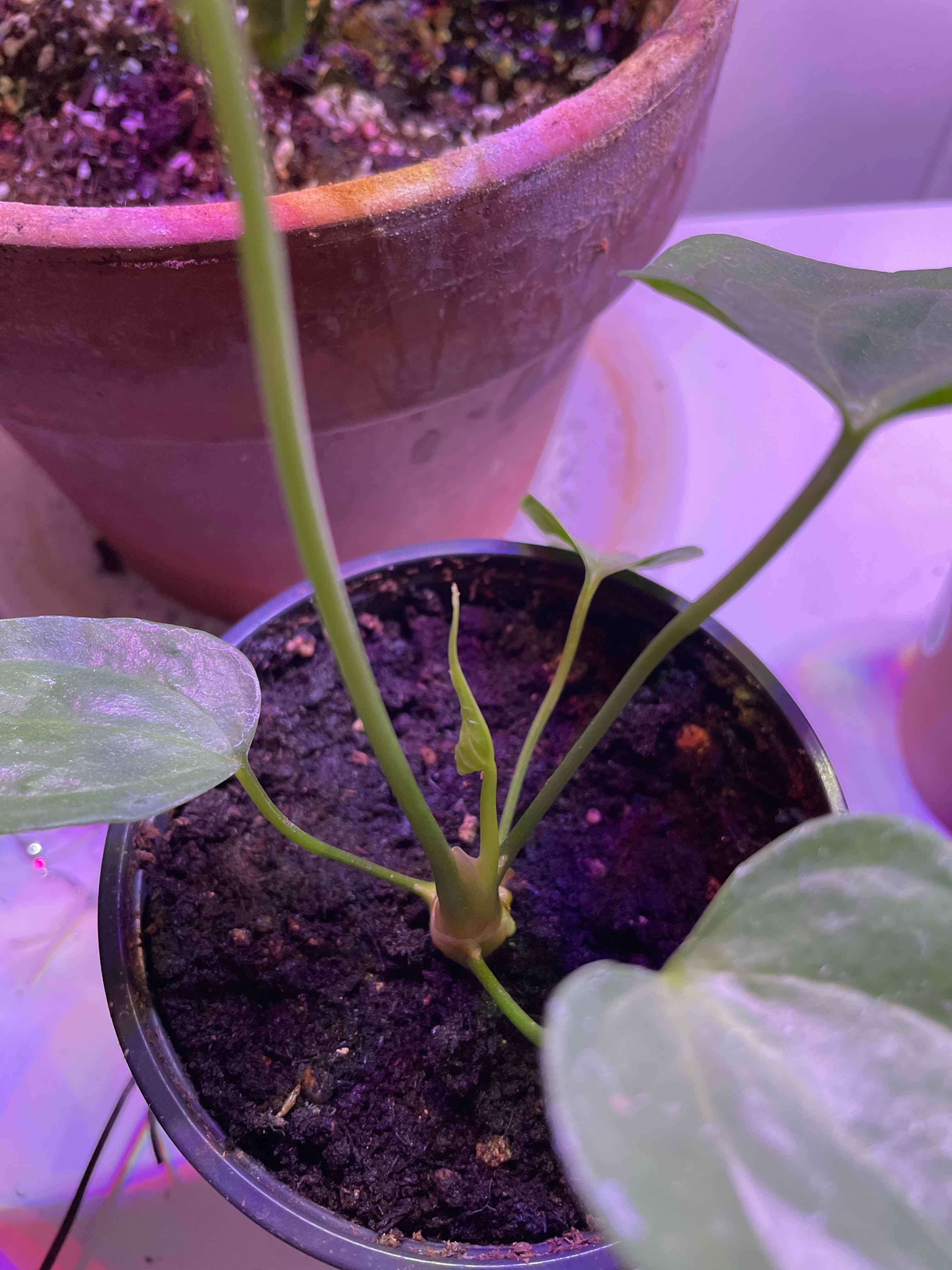 Anthurium Fingers plant in a pot with visible soil, appears healthy.