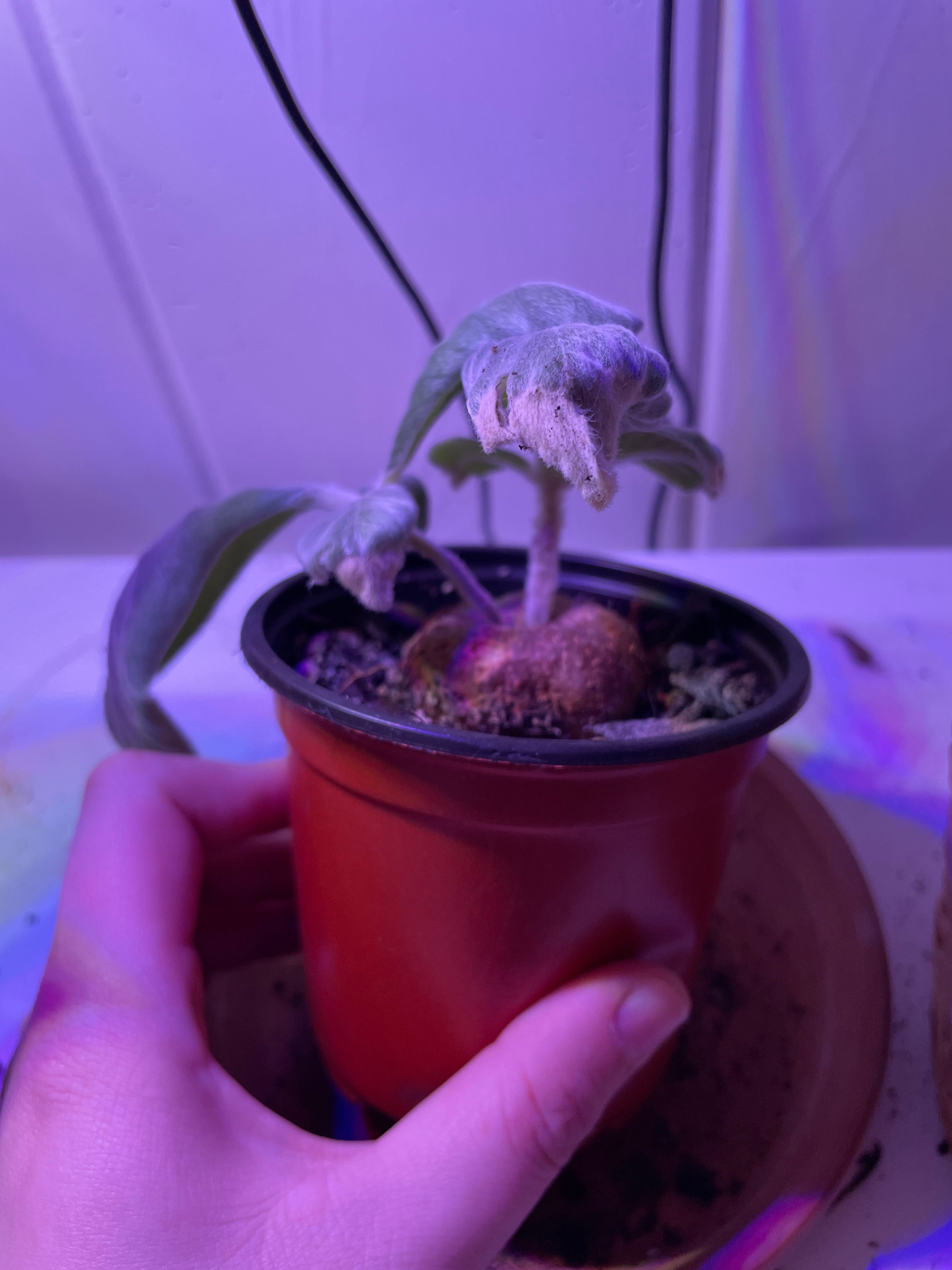 3 Ideal Companions for Your Brazilian Edelweiss 🌼