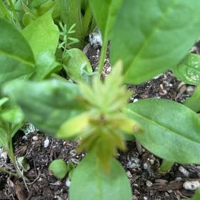 Photo of the plant species American Pennyroyal by @BenignantBeech named Nemo on Greg, the plant care app