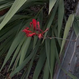 Photo of the plant species Chasmanthe Floribunda by @CrispDunewillow named Michelle Branch on Greg, the plant care app