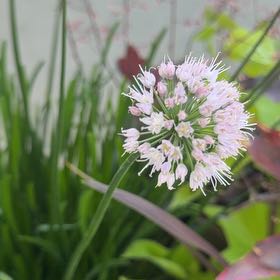 Photo of the plant species Autumn Onion by @CrispDunewillow named Elle on Greg, the plant care app